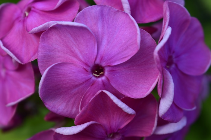 красивые фиолетовые цветы